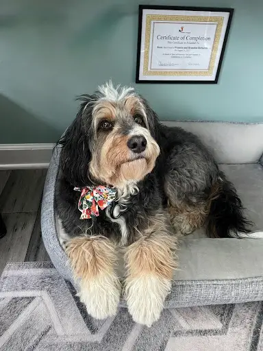 Rosa the therapy dog