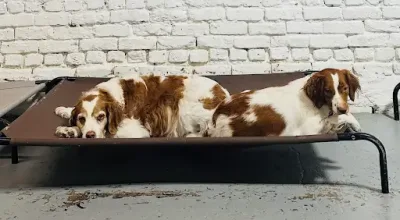 Doggy Daycare in Chicago, IL