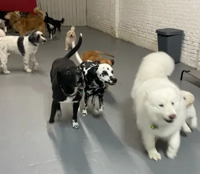 Dogs-in-the-facility