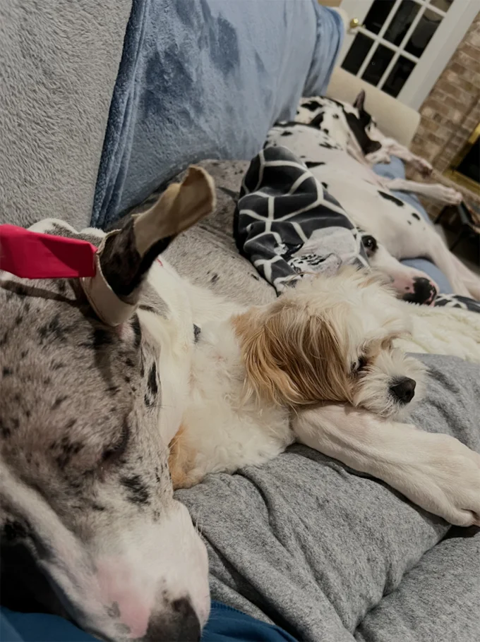 Dogs-sleeping