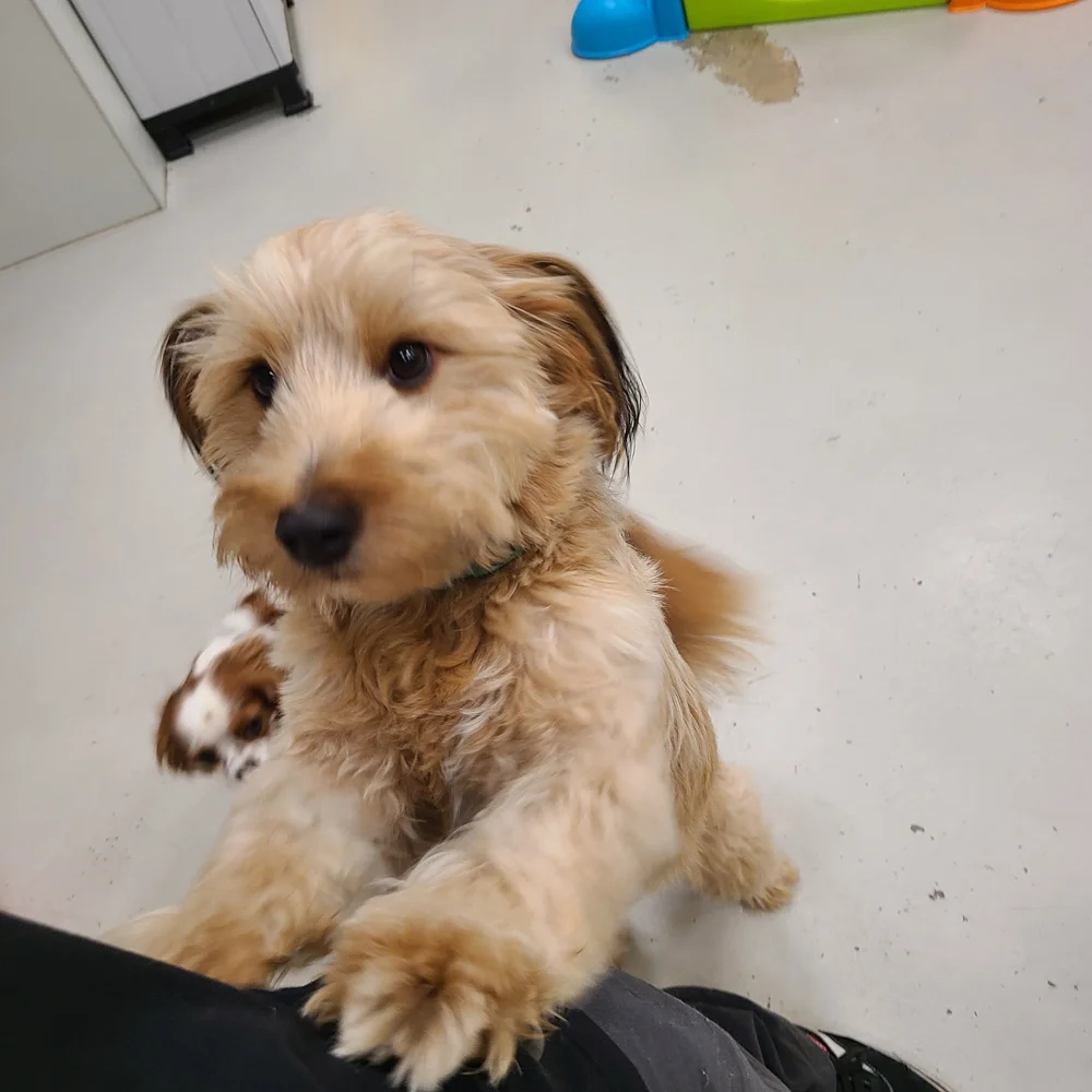 Superior St location dogs (10)