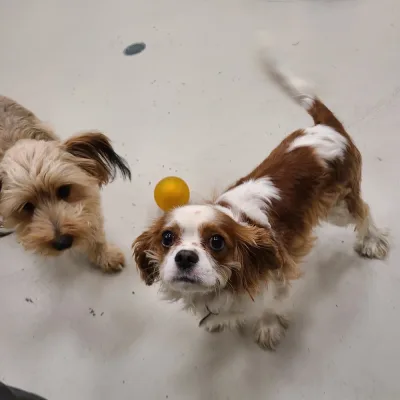 Superior St location dogs (11)