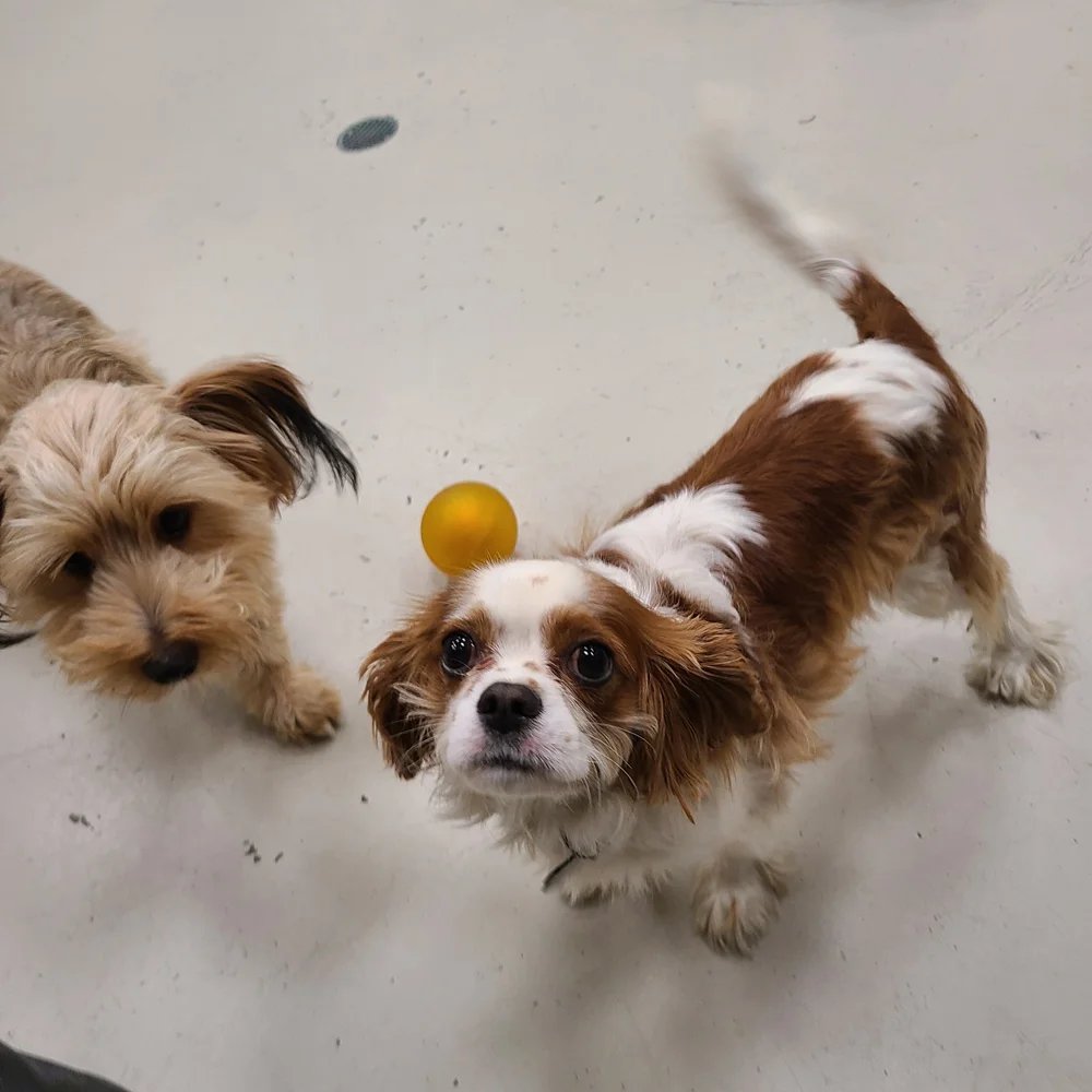 Superior St location dogs (11)