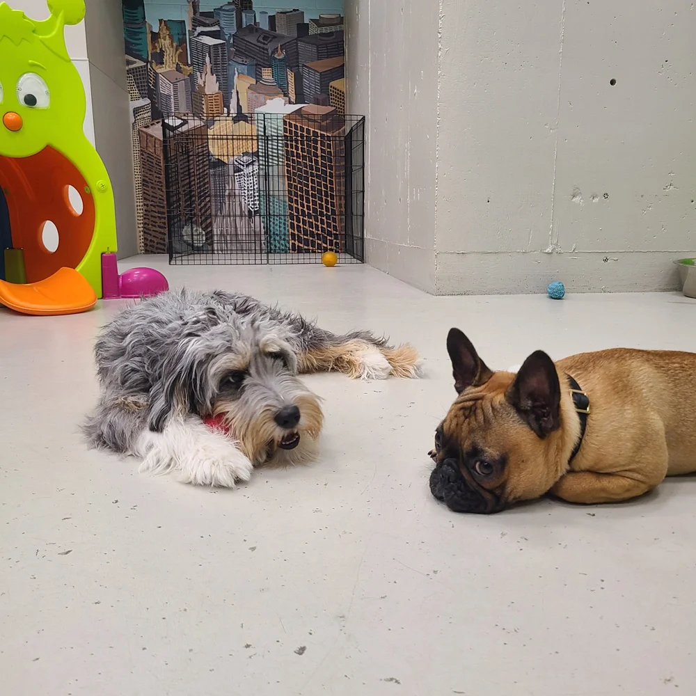 Superior St location dogs (19)