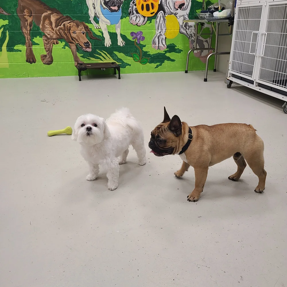 Superior St location dogs (5)