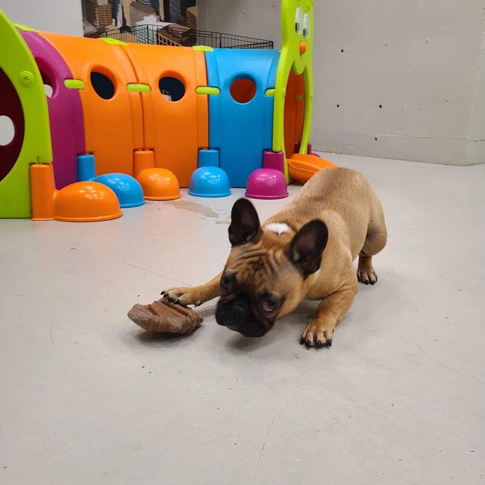 Superior St location dogs (8)