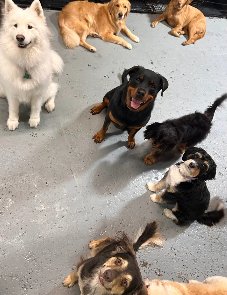 Walnut St location dogs