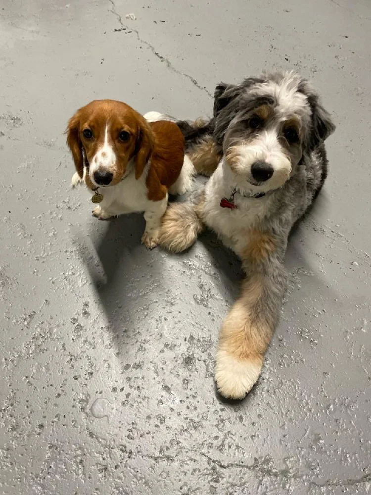 Walnut St location dogs