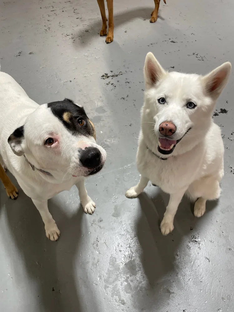 Walnut St location dogs (9)